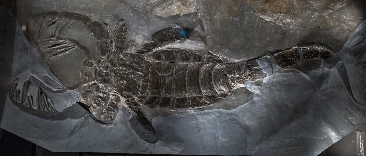 Eurypterid (Sea scorpion)