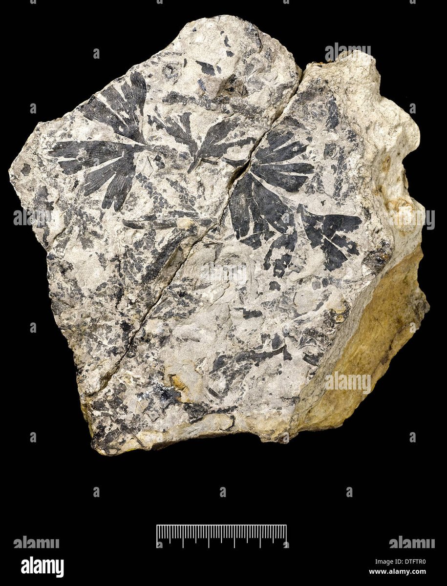 Fossil Ginkgo