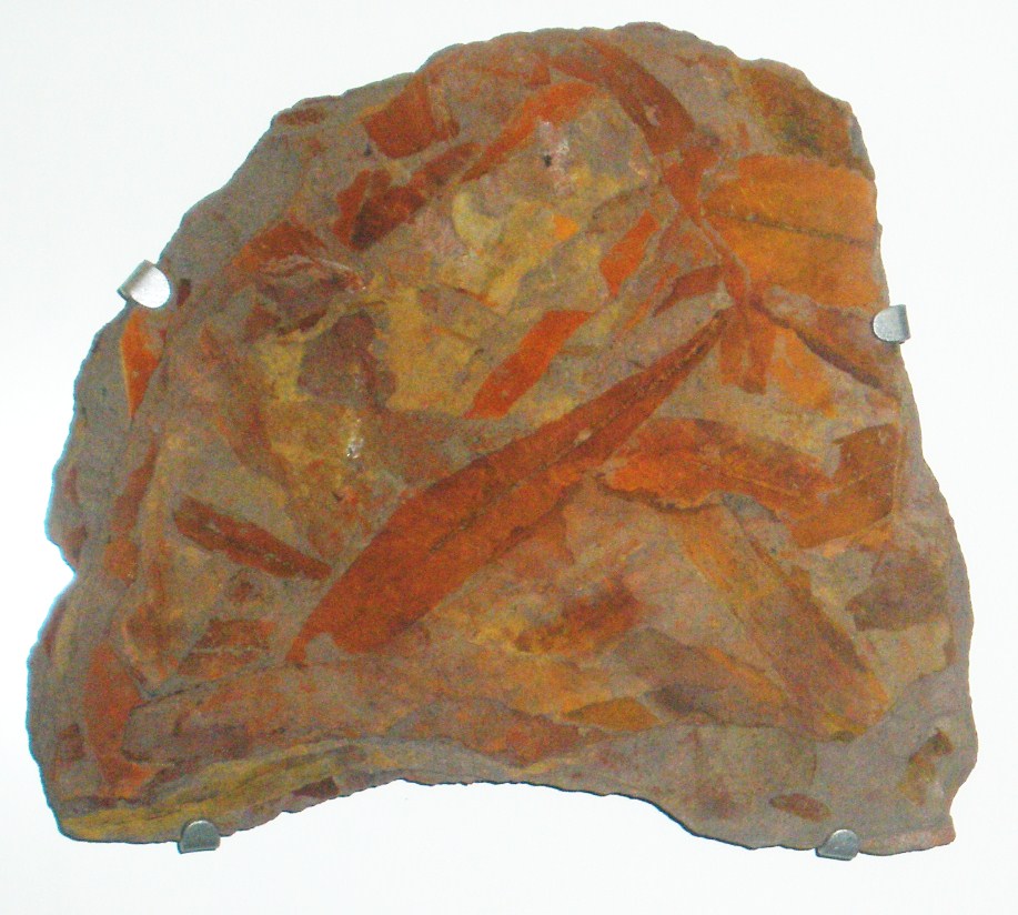 Glossopteris