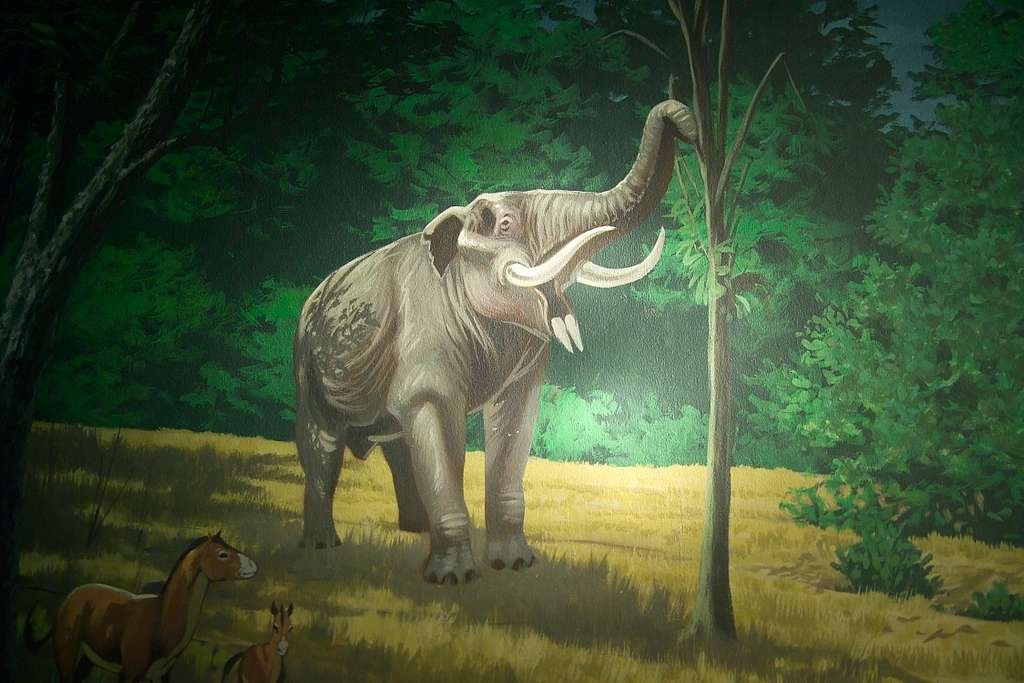 Gomphotherium