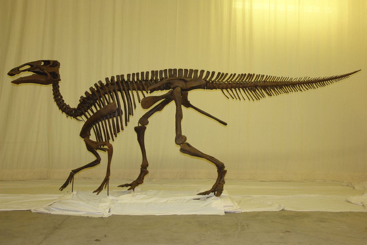 Hadrosaurus