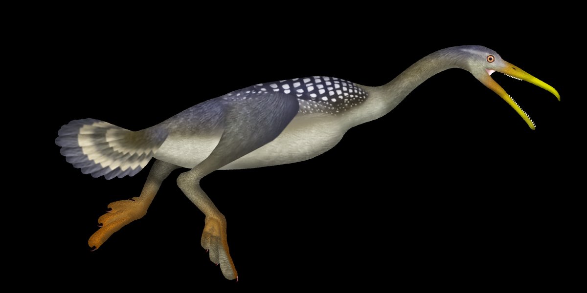 Hesperornis