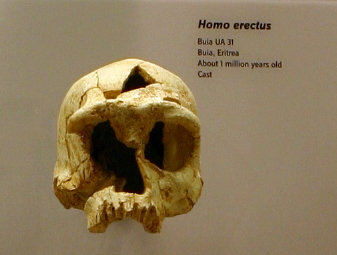 Homo erectus