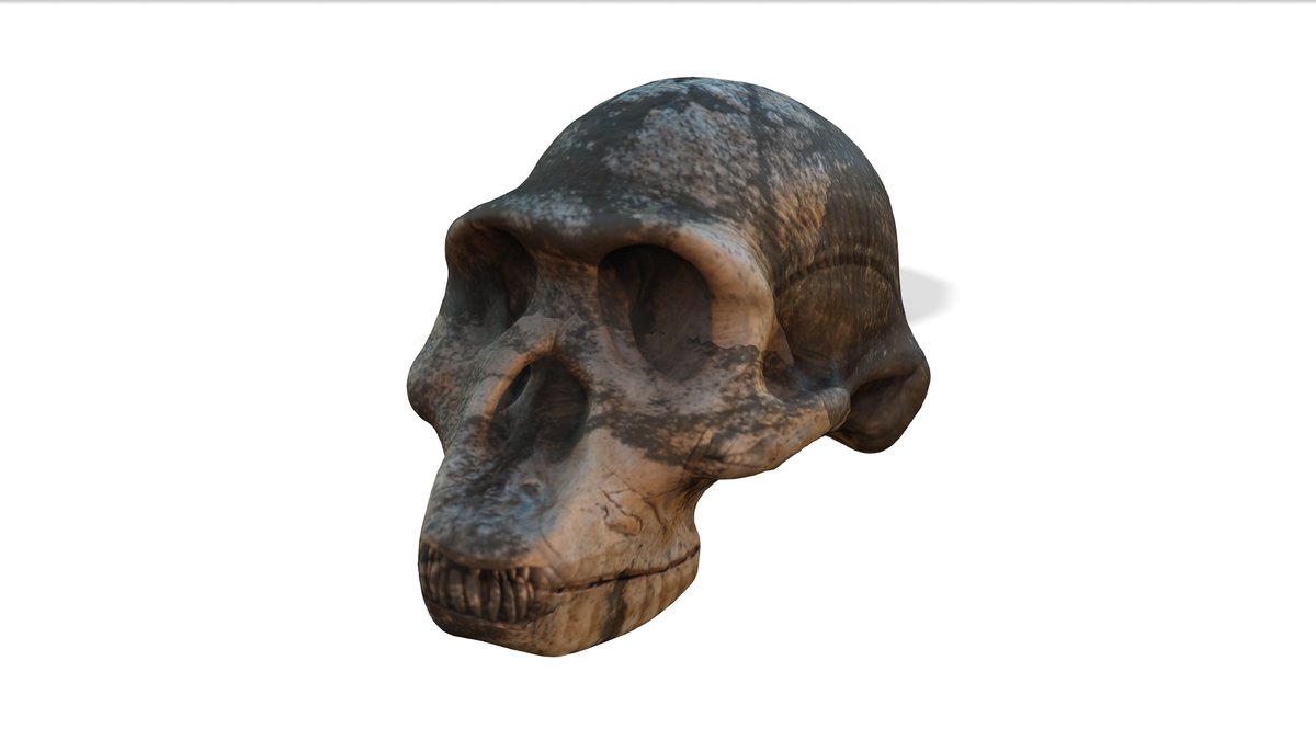 Homo habilis
