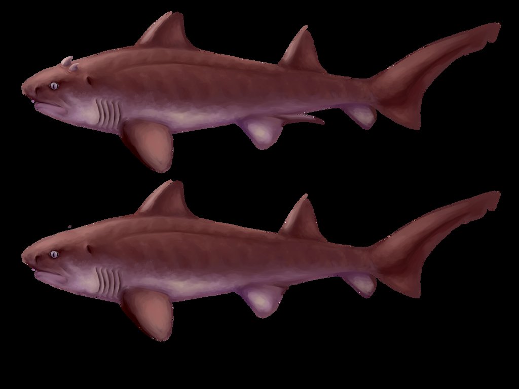 Hybodus