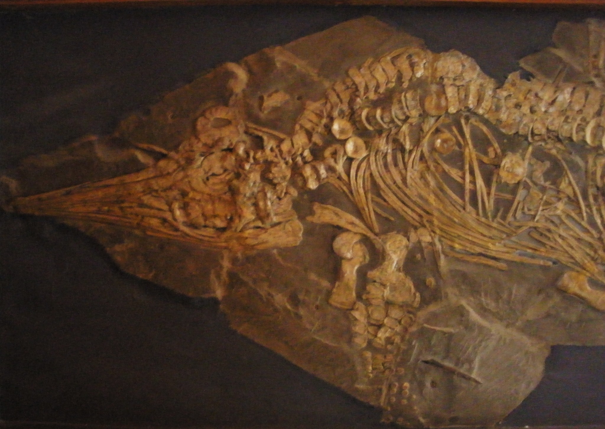 Ichthyosaurus