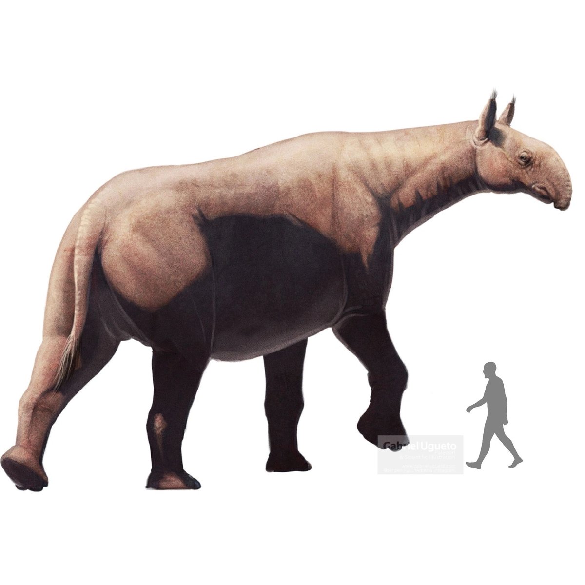 Indricotherium