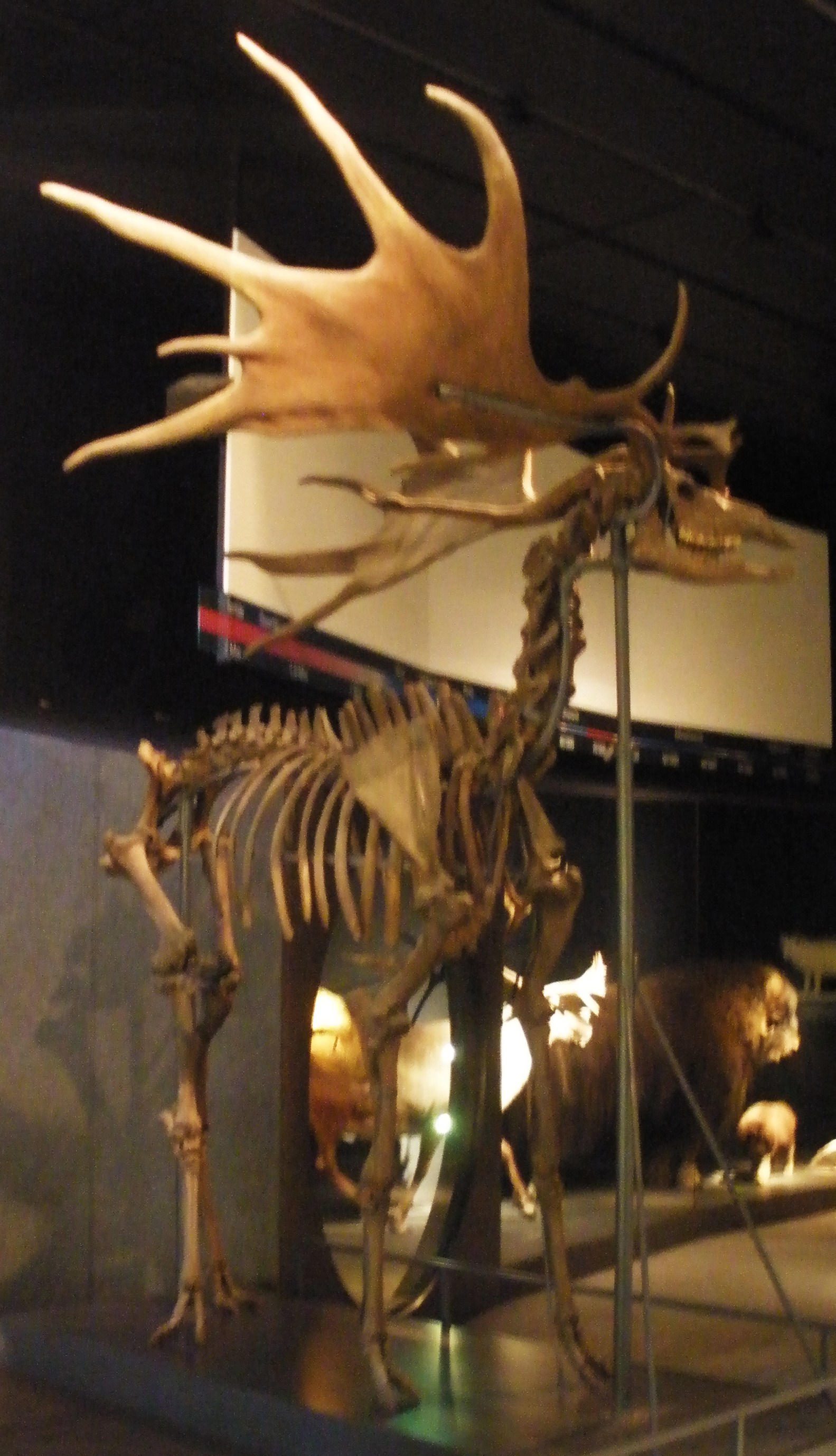 Irish Elk