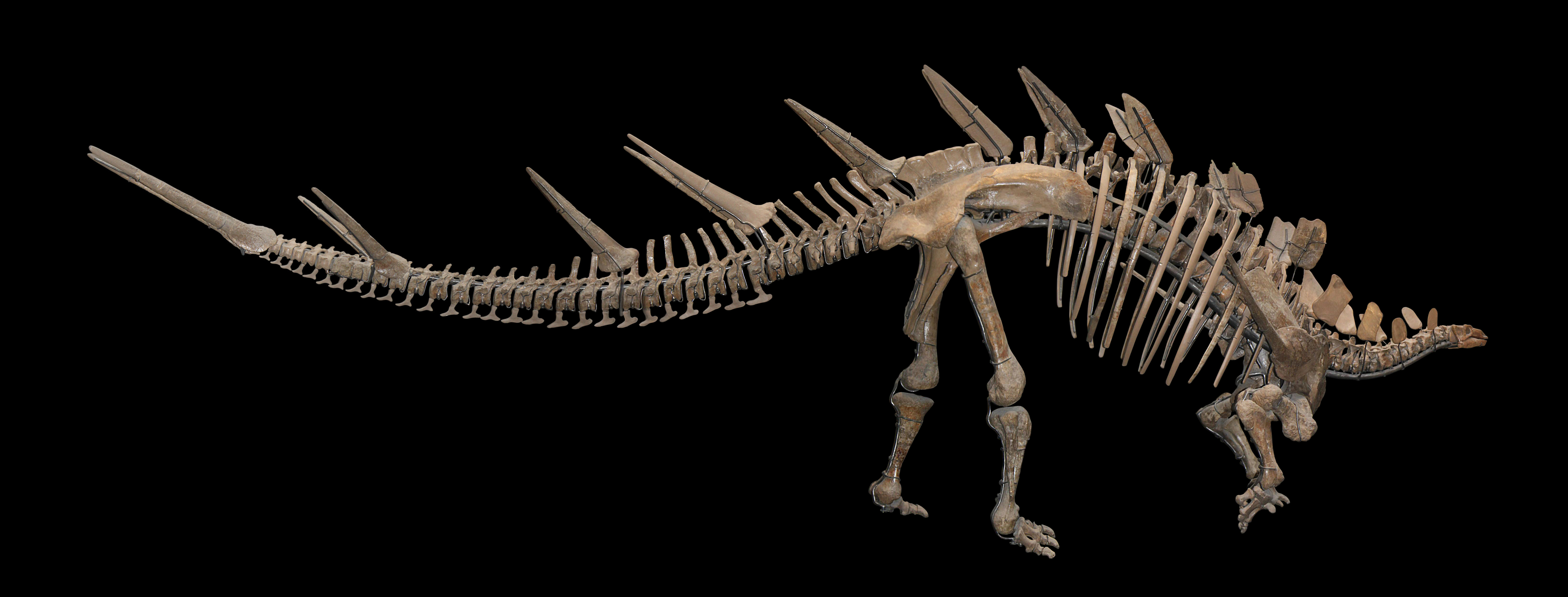 Kentrosaurus