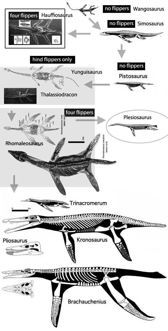 Kronosaurus
