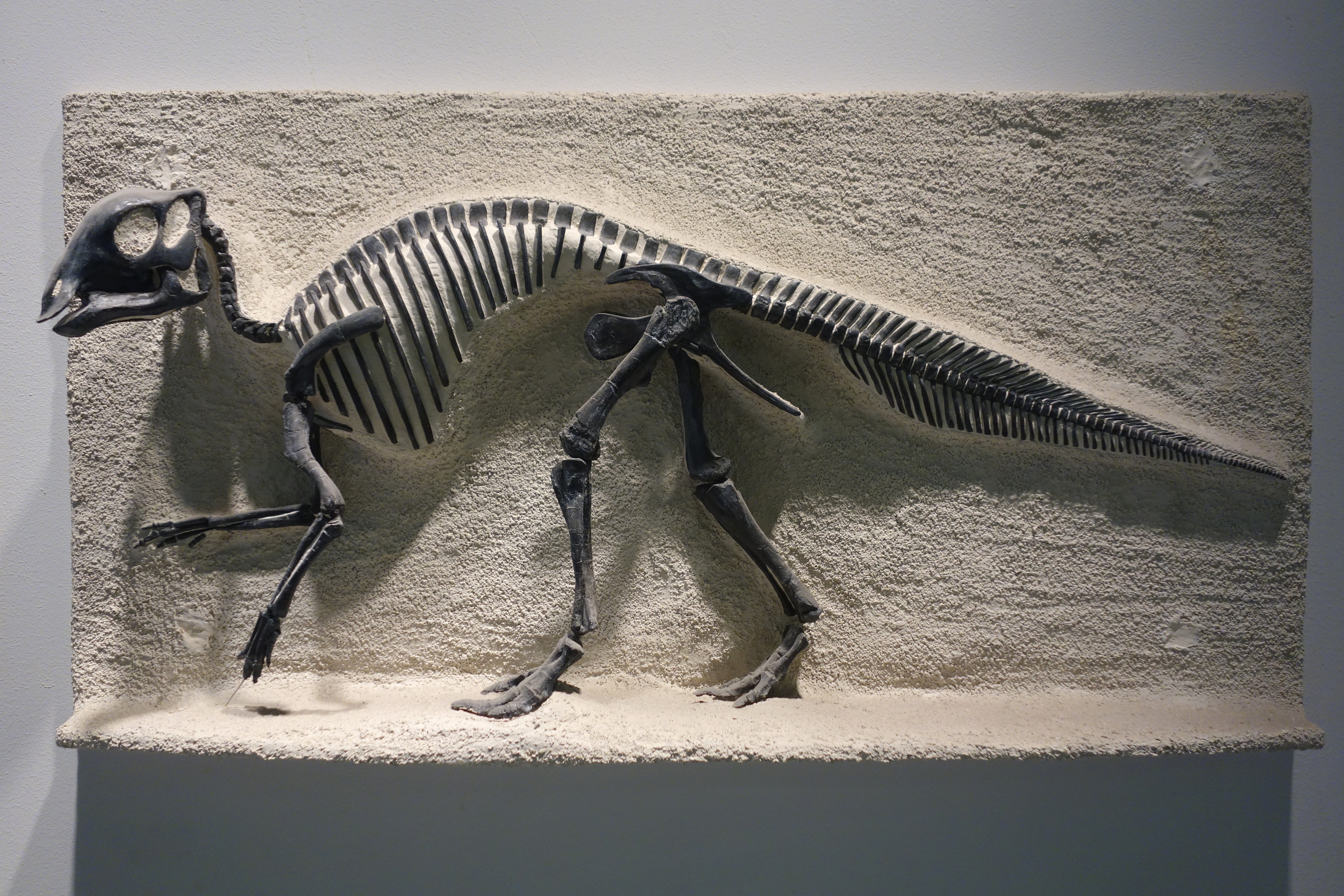 Maiasaura