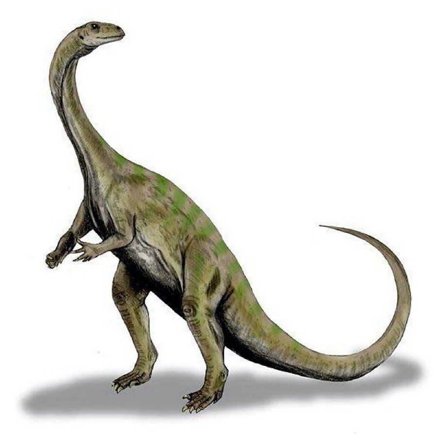 Massospondylus