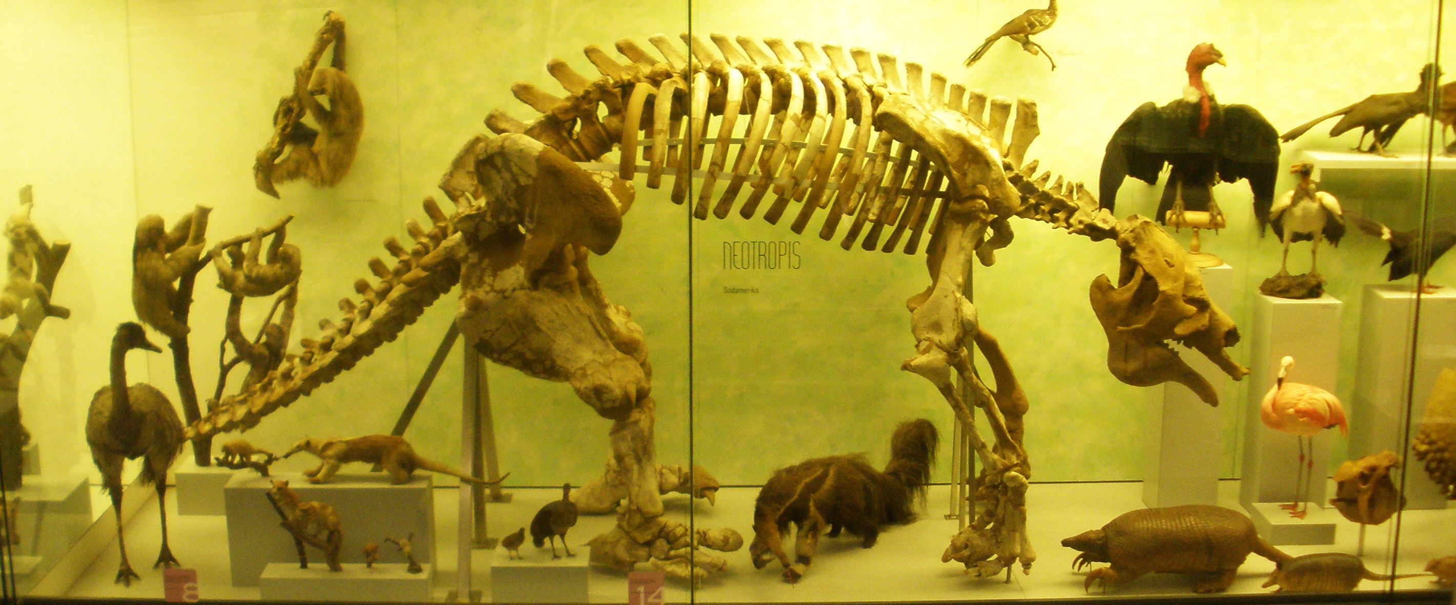 Megatherium