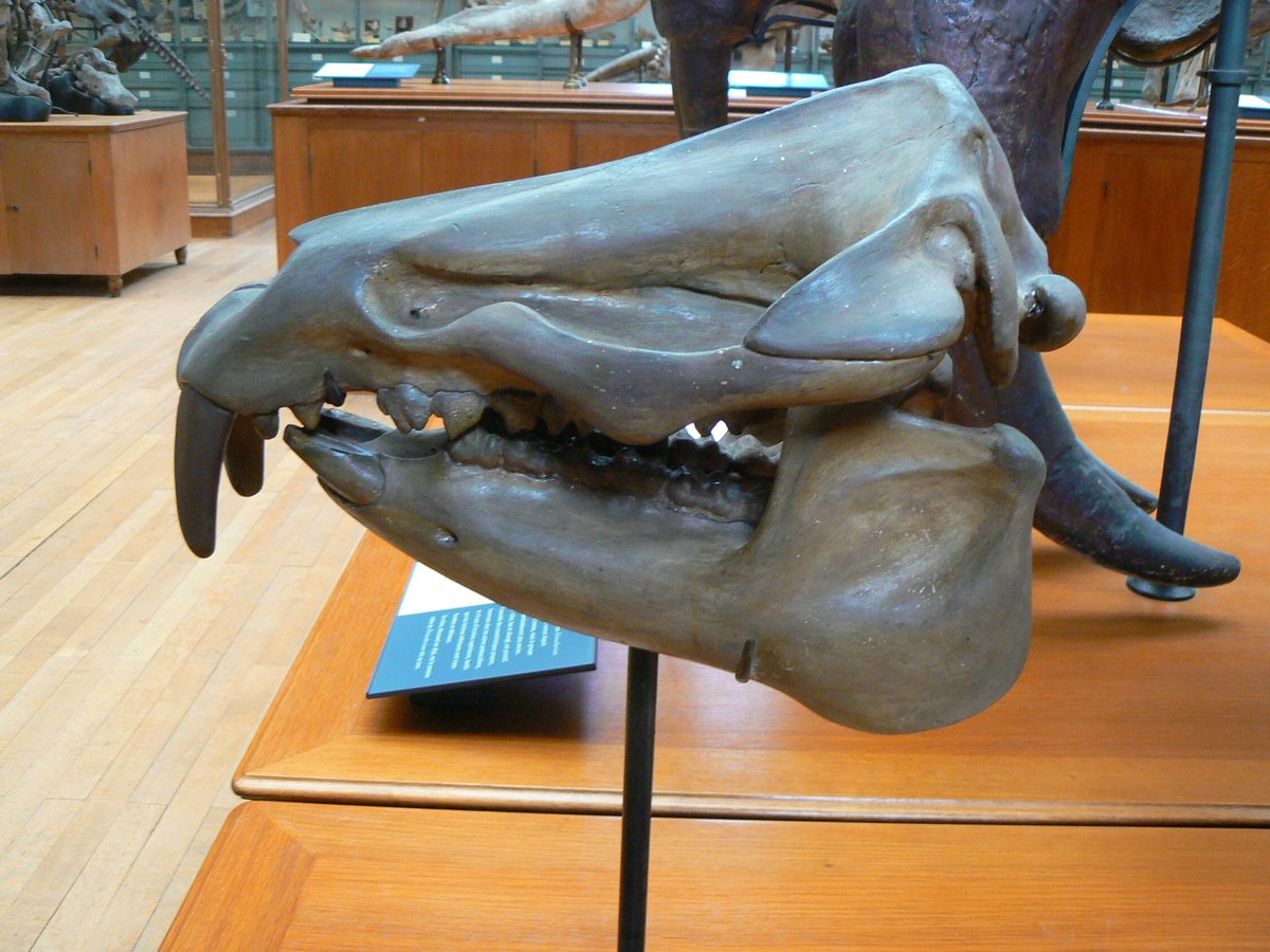 Moeritherium