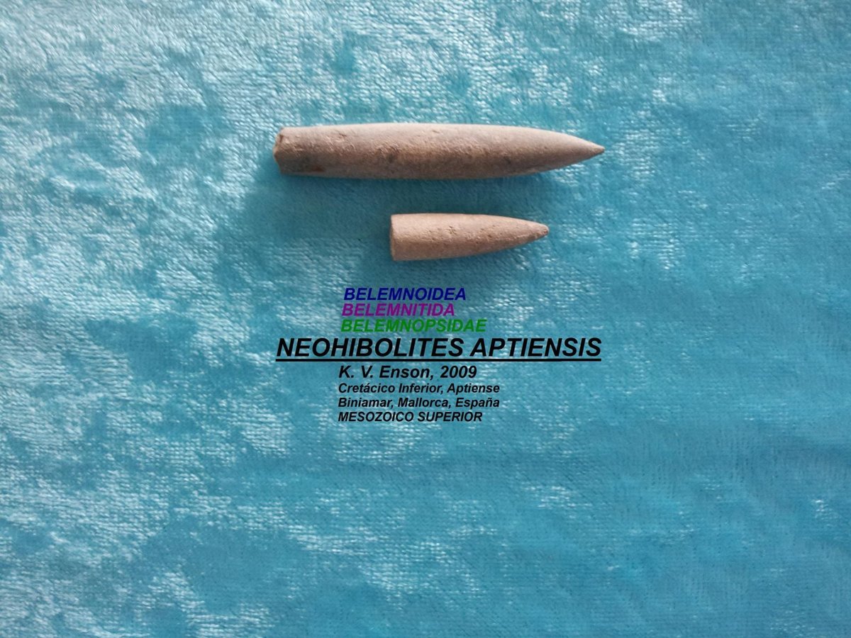 Neohibolites