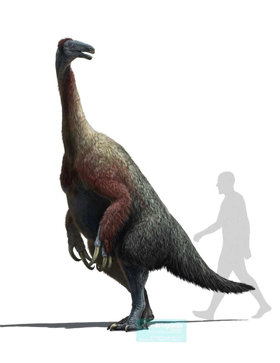 Nothronychus