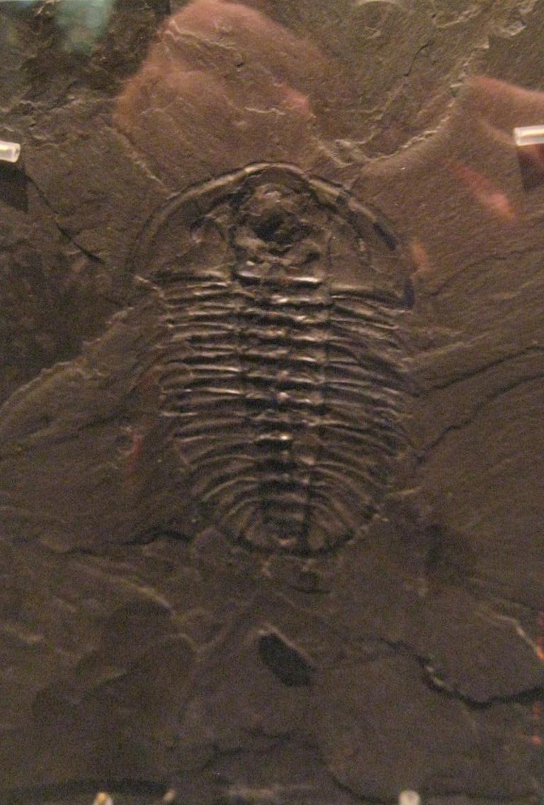 Olenoides