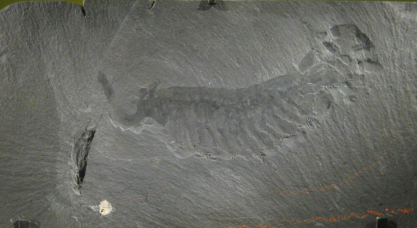 Opabinia