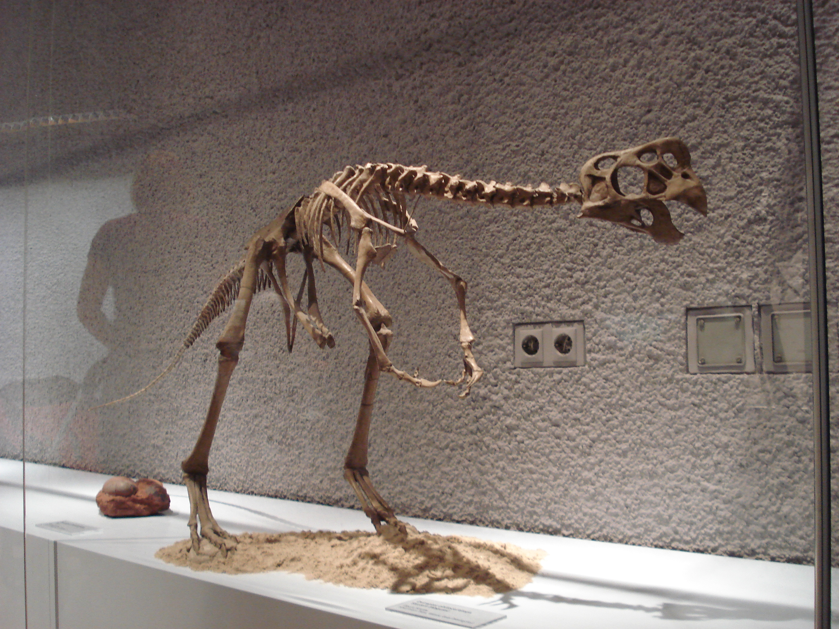 Oviraptor