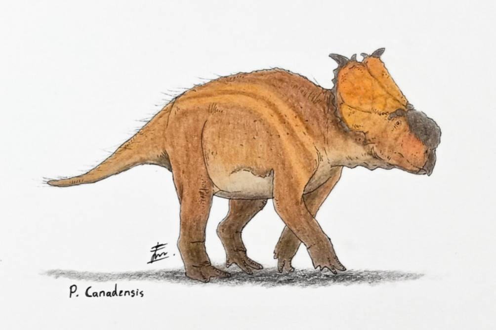 Pachyrhinosaurus