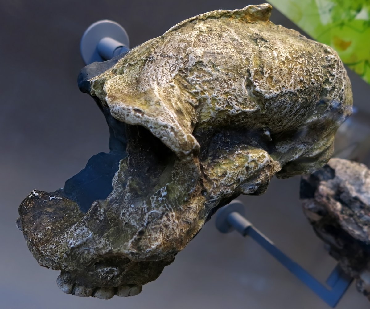 Paranthropus robustus