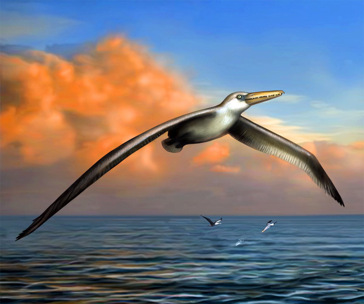 Pelagornis
