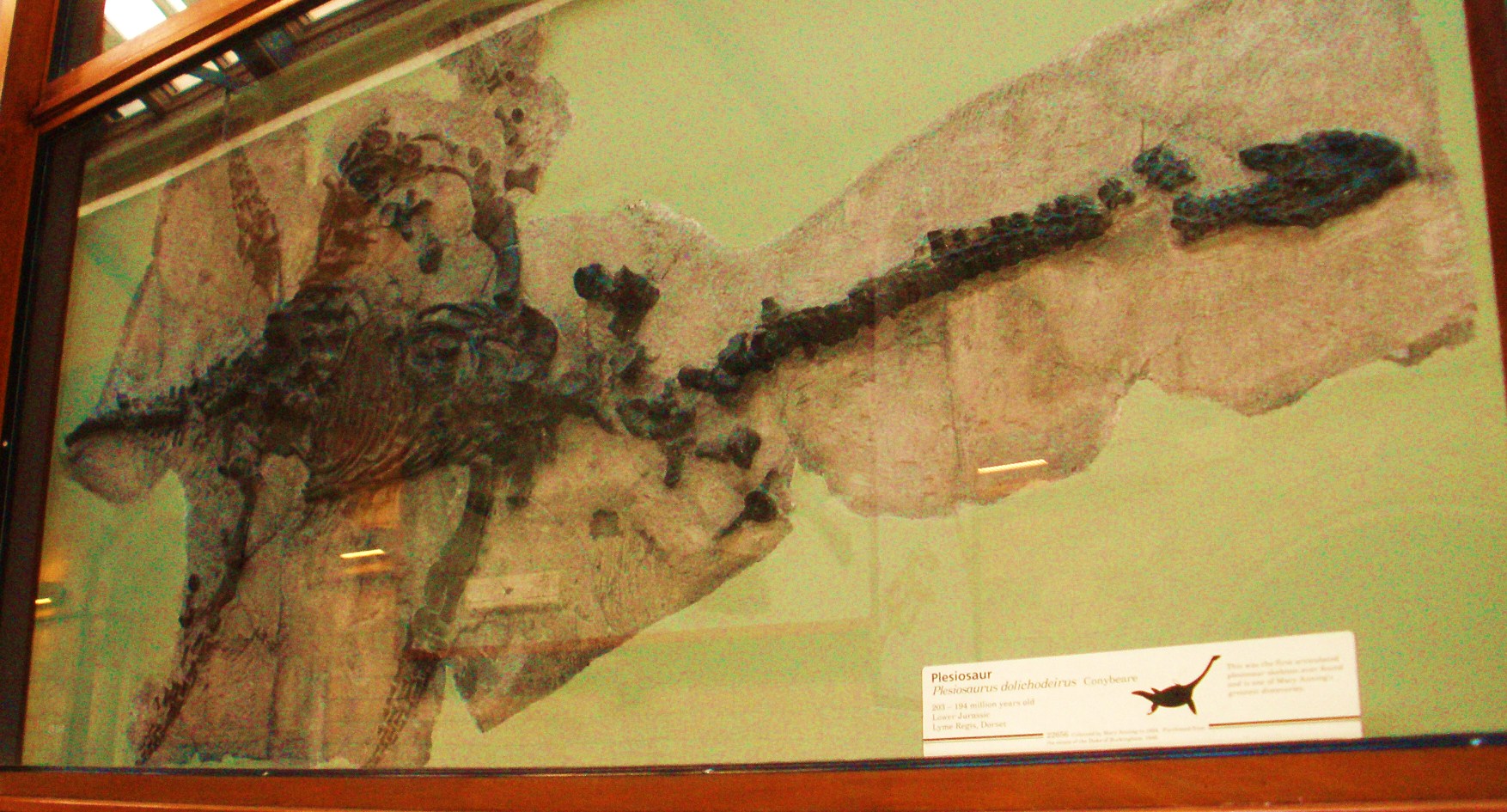 Plesiosaur