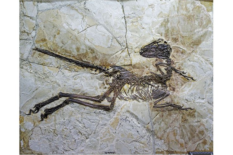 Fighting Dinosaurs Specimen