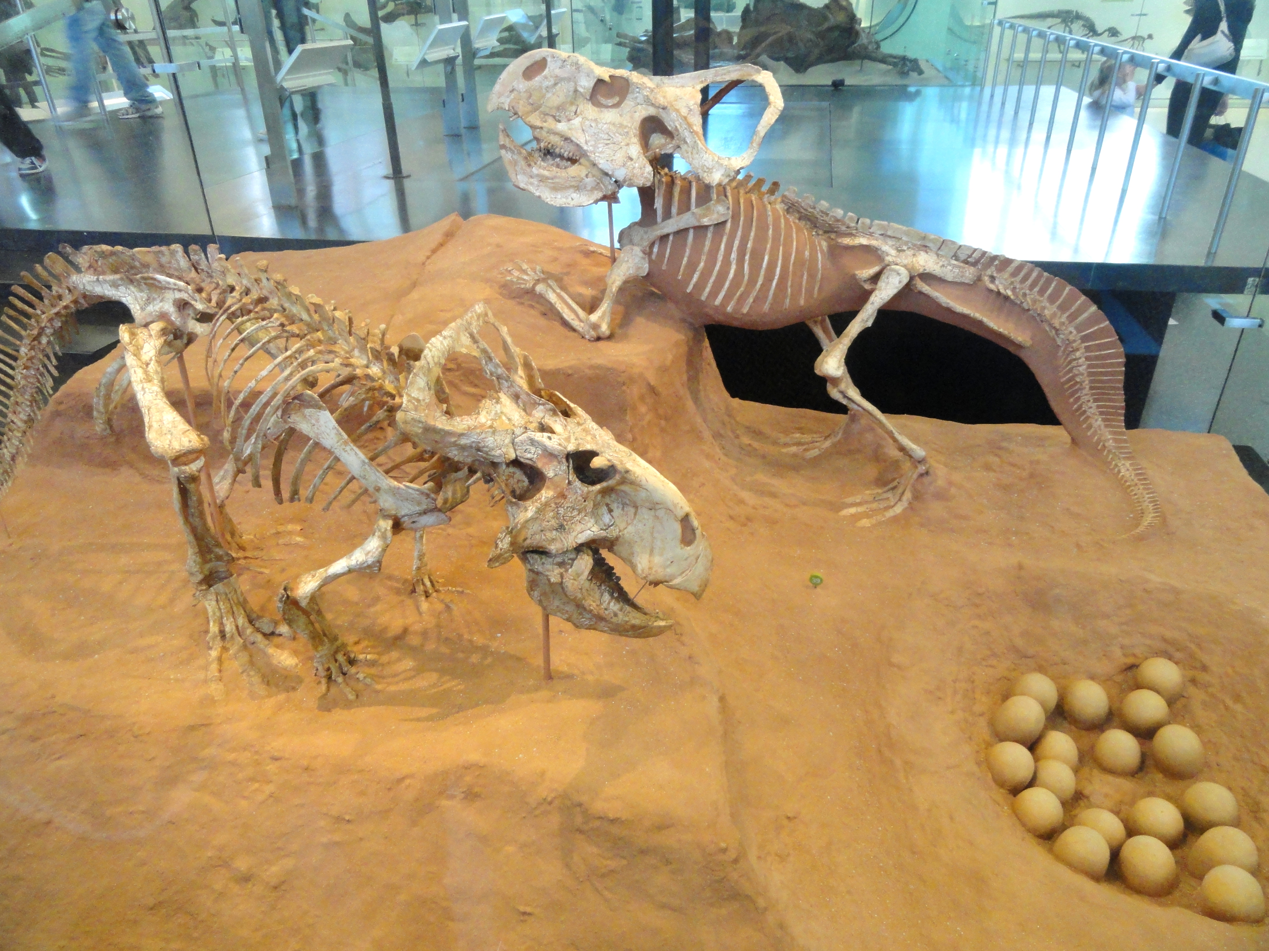 Protoceratops