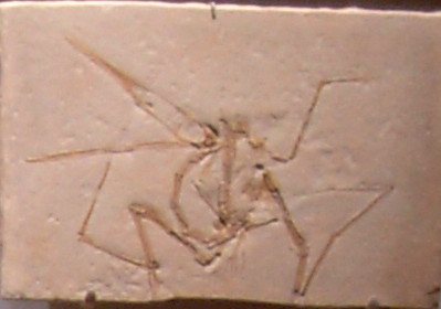 Pterodactylus