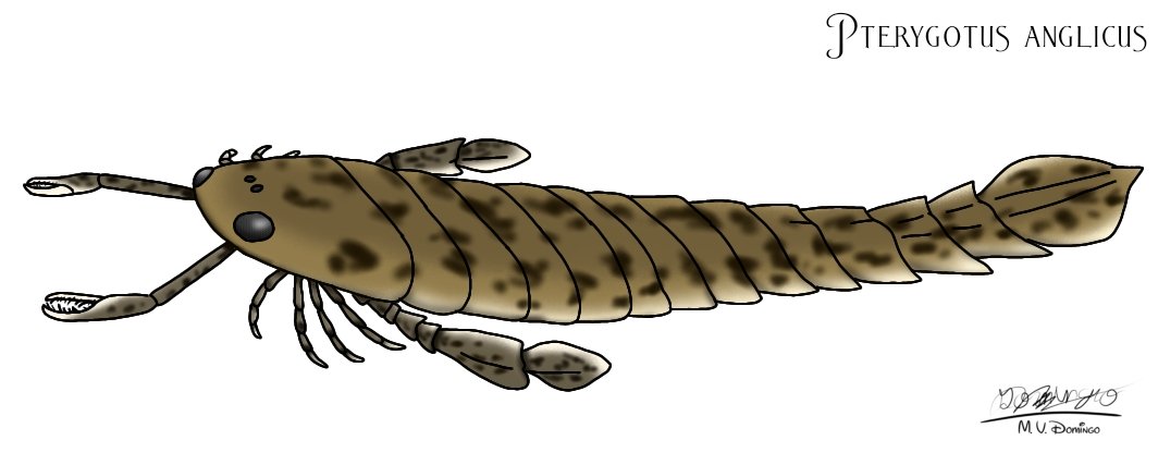 Pterygotus