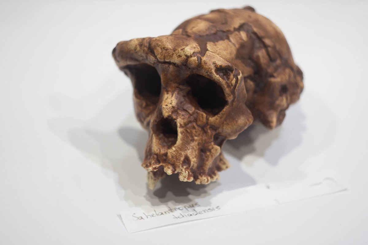 Sahelanthropus tchadensis