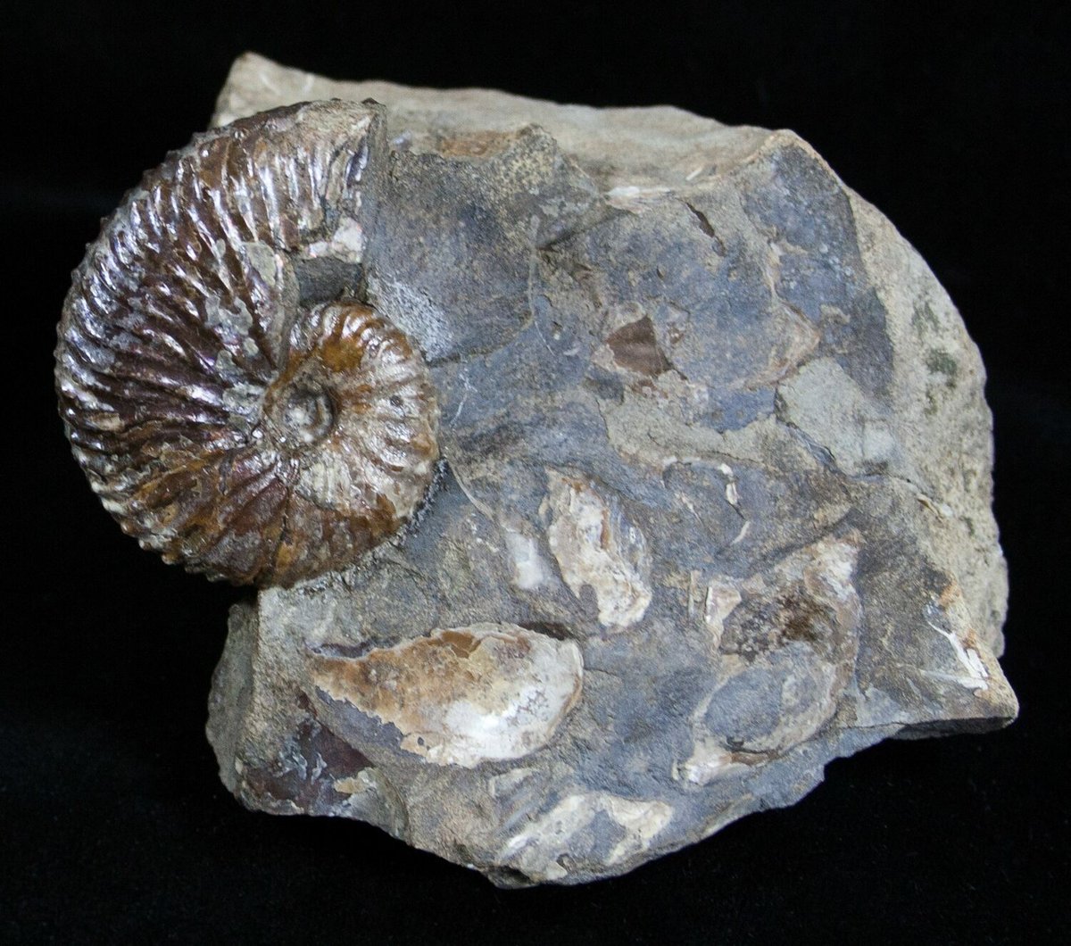 Scaphites