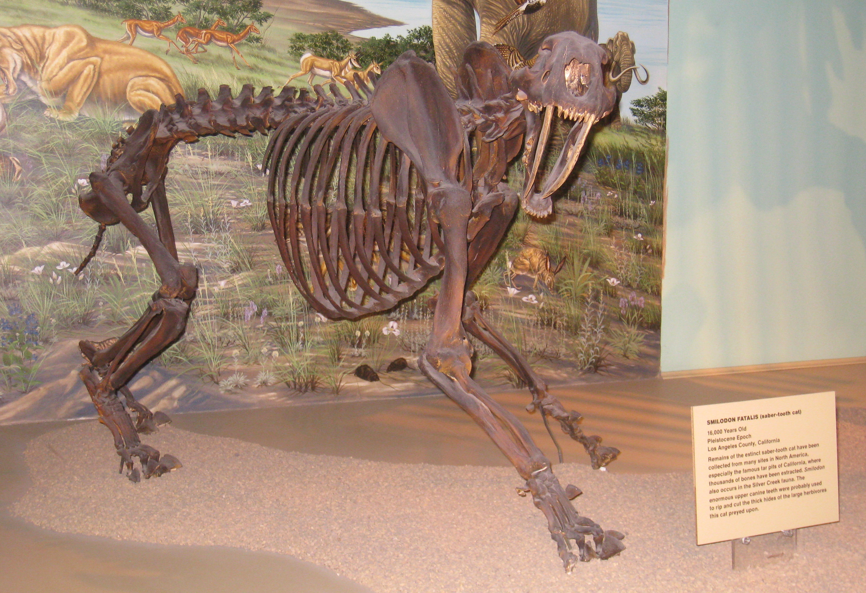 Smilodon
