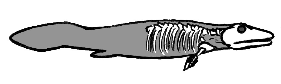 Tiktaalik