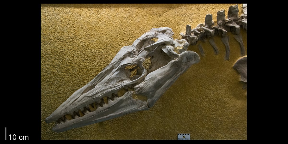 Tylosaurus