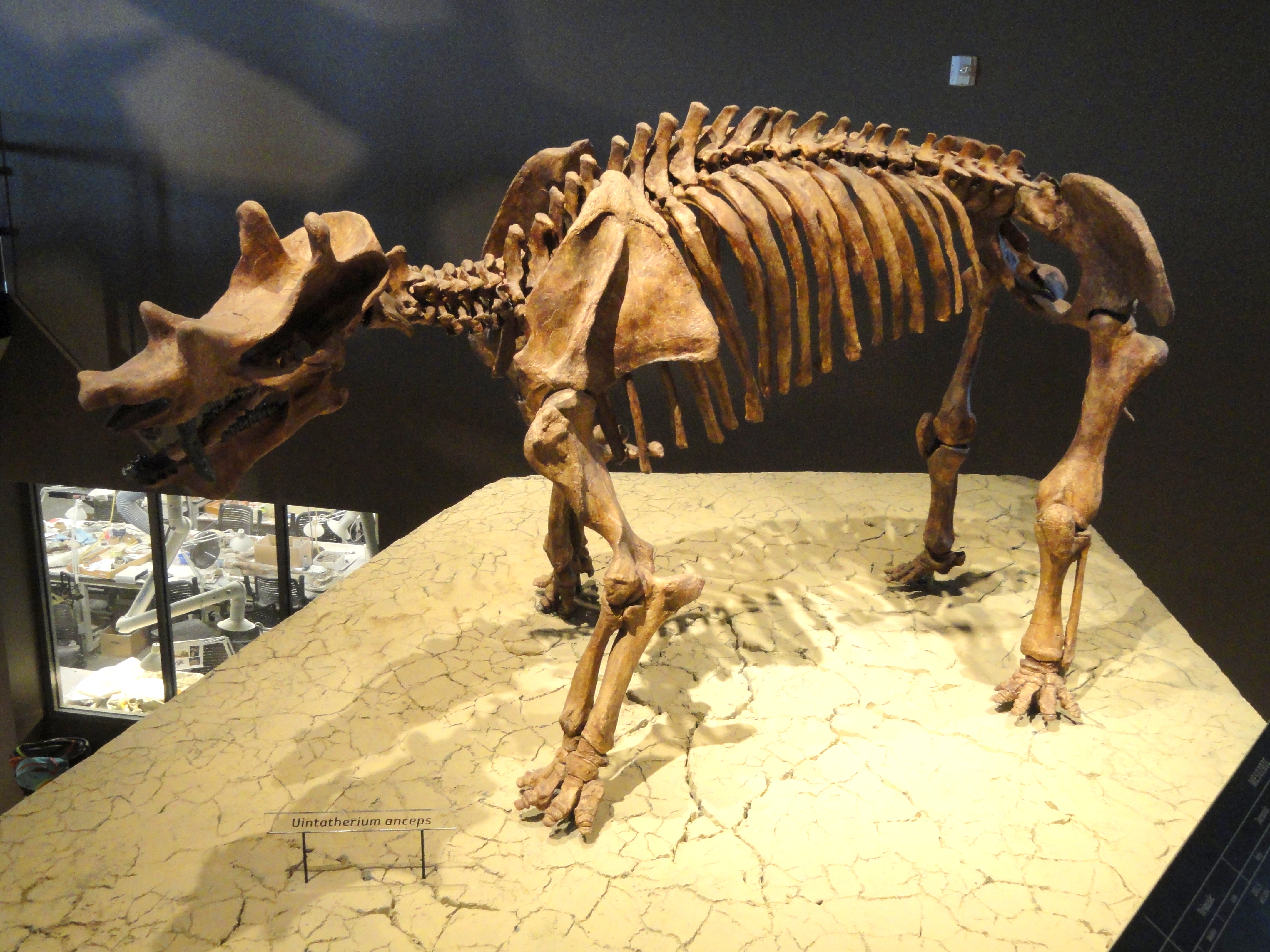 Uintatherium