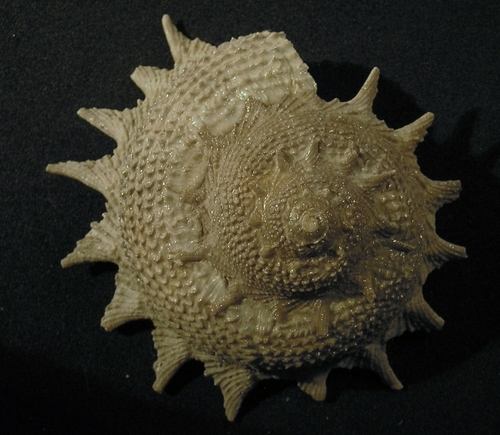 Circular Saw Shell