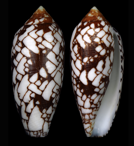 Conus michelcharlesi