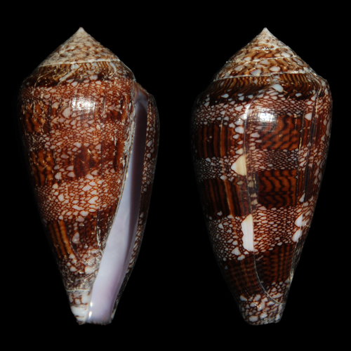 Dall's Cone