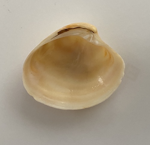 False Quahog