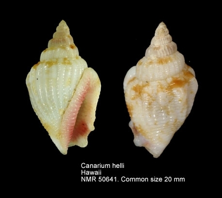 Hell's conch
