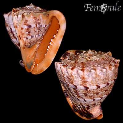 Helmet Shell
