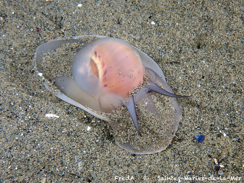 Large Necklace Shell
