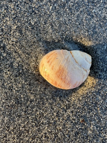 Spotted Moonsnail