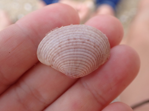 Sunetta effossa