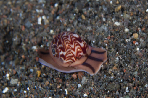 Tectonatica violacea