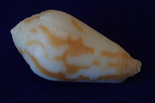 Thin-line Cone