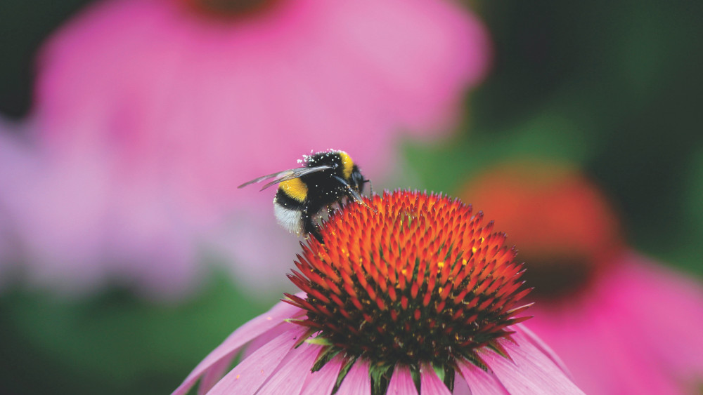 Creating Pollinator Friendly Yards Through Mindful Landscaping