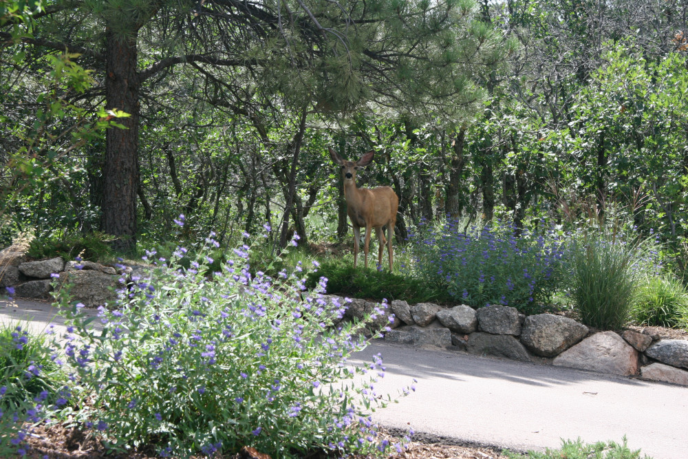 Deer Resistant Landscaping